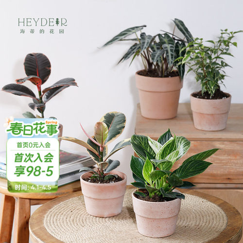 客厅办公室懒人好养绿植