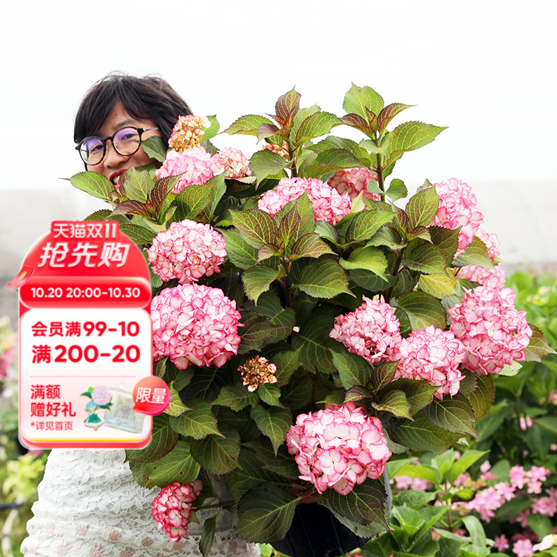 海蒂的花园阳台庭院植物盆栽