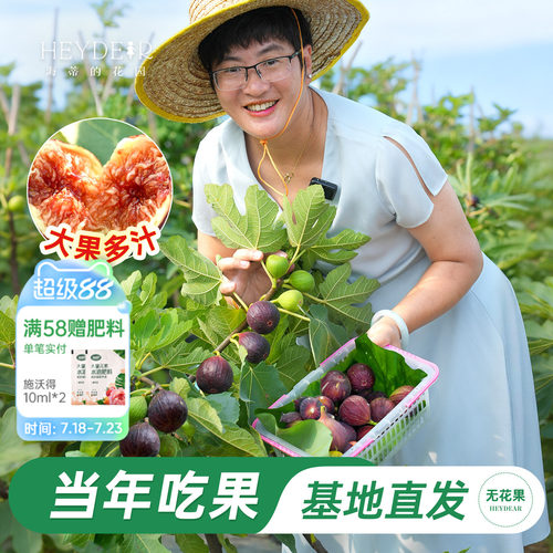 基地自产无花果苗保证对版