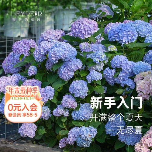 海蒂的花园无尽夏绣球盆栽