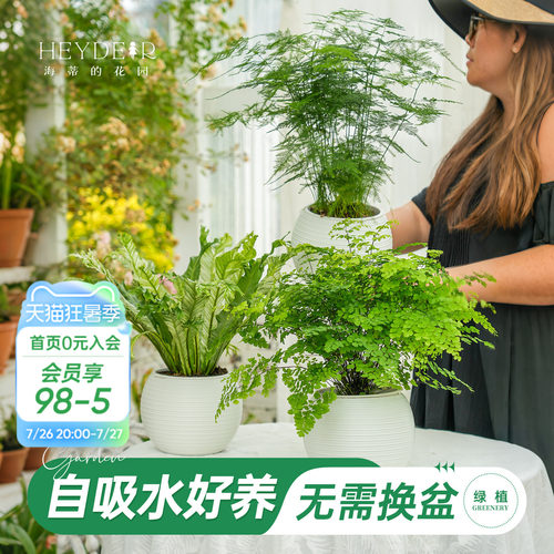 铁线蕨自吸水绿植盆栽室内花卉