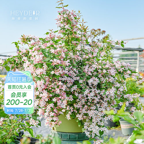 海蒂的花园花卉灌木春季开花