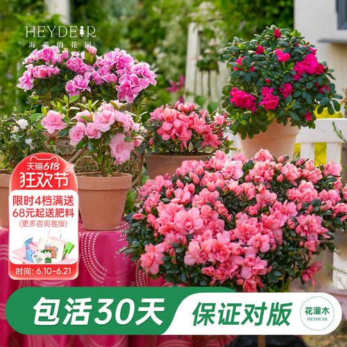 杜鹃茶花冬季开花花灌木