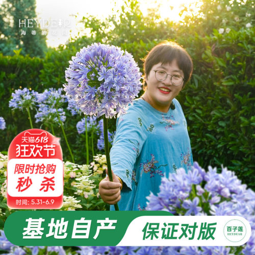 草本植物花箭挺立花朵如球