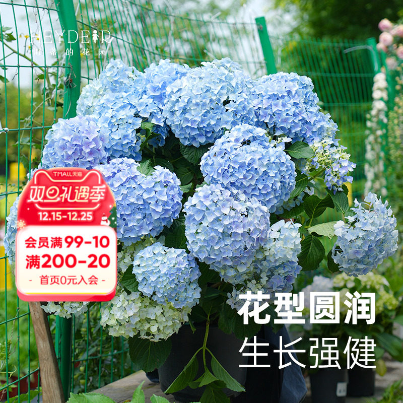 海蒂的花园旗舰店大花绣球花苗无尽夏大海蓝阳台庭院花卉盆栽植物