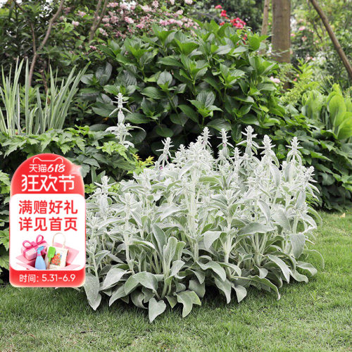海蒂的花园绵毛水苏多年生