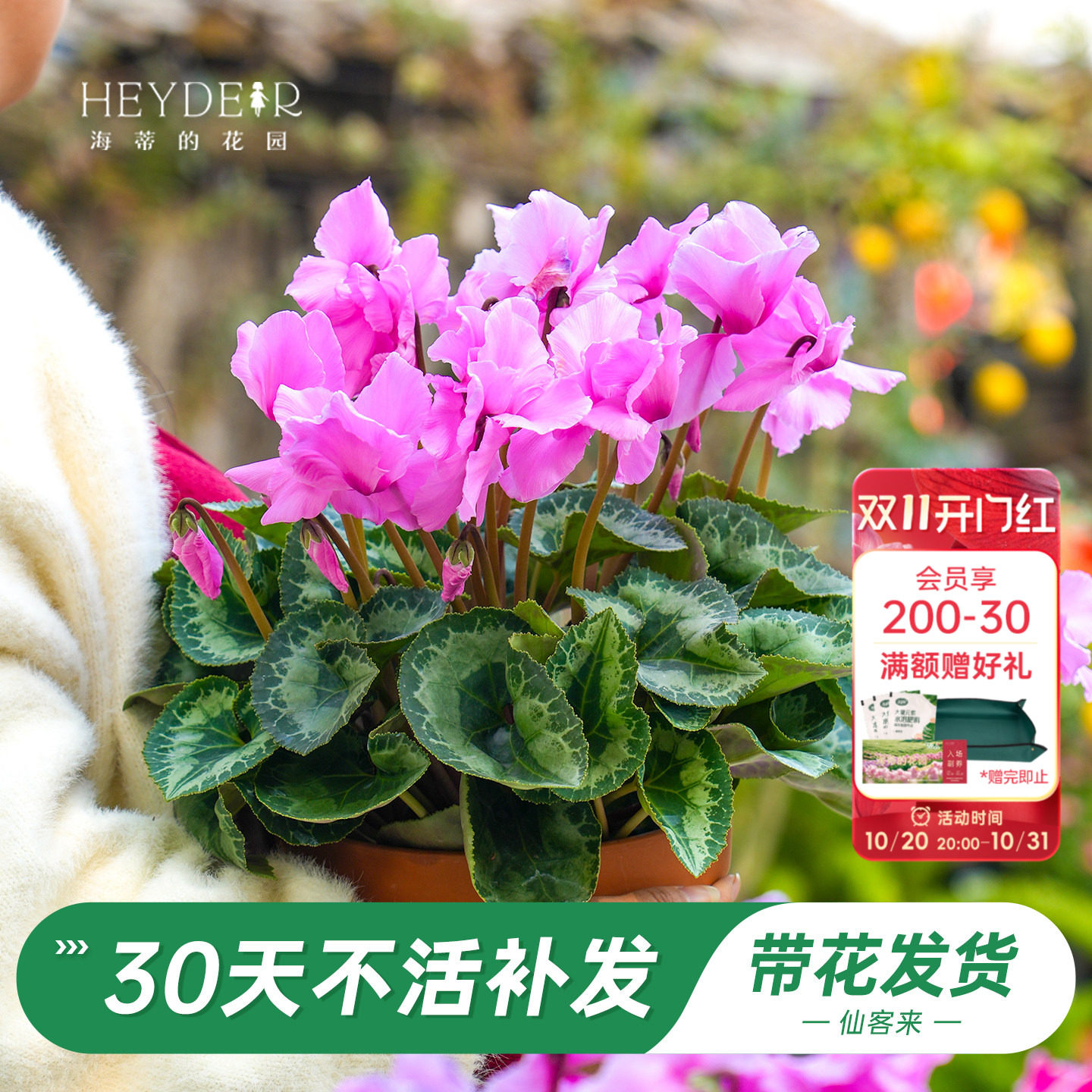 海蒂的花园旗舰店仙客来盆栽苗冬季开花客厅办公桌花卉植物室内花