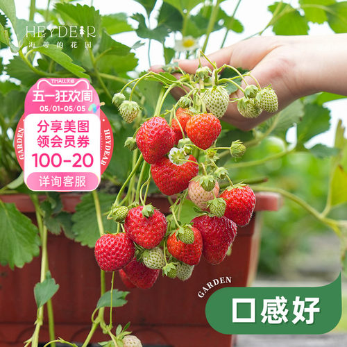 基地自产草莓苗安全可口
