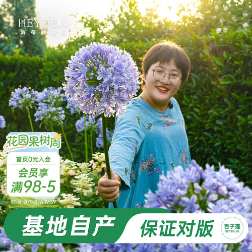 草本植物花箭挺立花朵如球