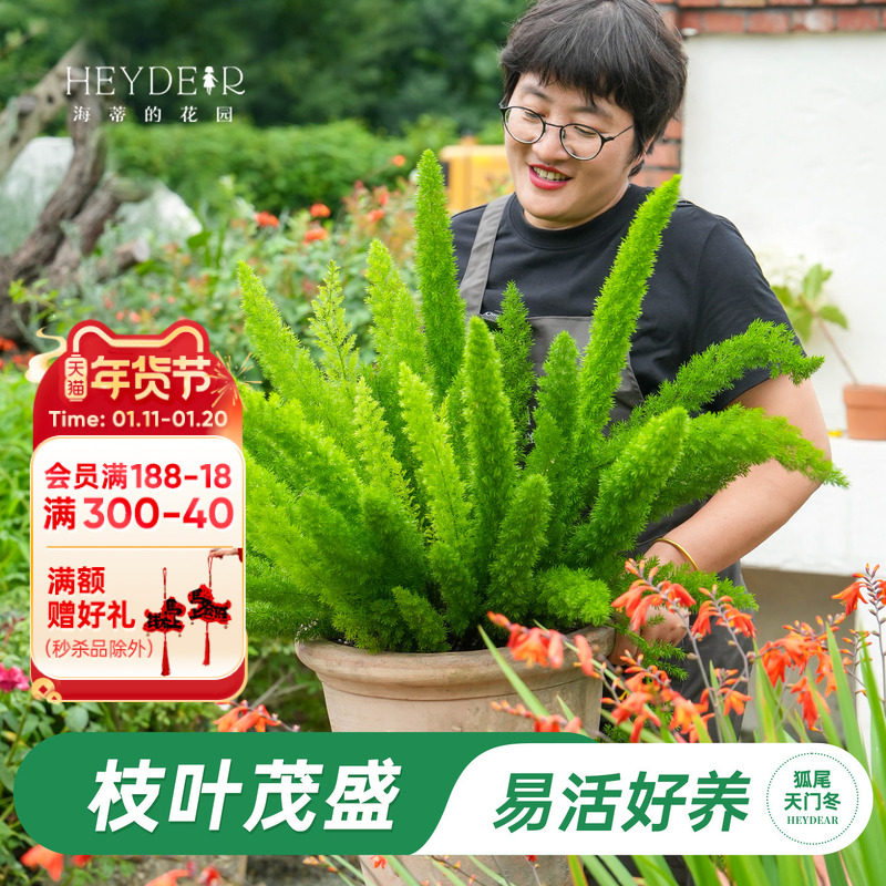 海蒂的花园狐尾天门冬多年生常绿植物室外庭院盆景观叶绿植盆栽苗,鲜花速递/花卉仿真/绿植园艺,绿植,淘宝优惠券,粉丝福利购,淘宝优惠卷