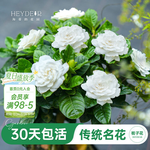 浓香栀子花盆栽大花栀子花