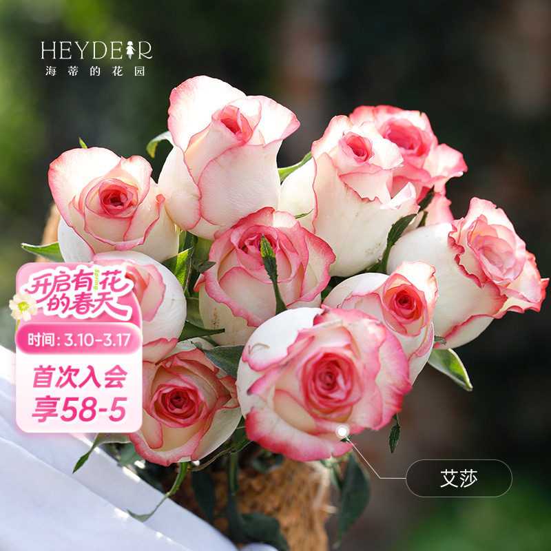 海蒂的花园旗舰店新手切花月季盆栽艾莎蓝莓蛋糕切花朱丽叶玫瑰苗