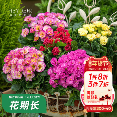 新手推荐套餐易种好养