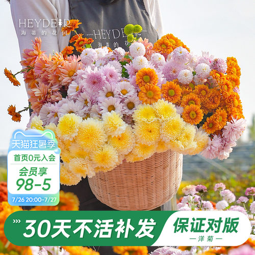 洋菊盆栽花苗易养易爆花