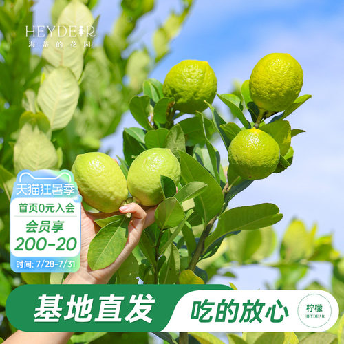 香水柠檬树树苗植物盆栽