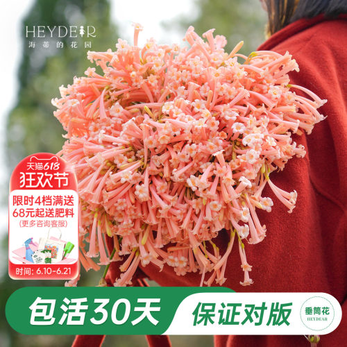 海妈家冬季开花球根花卉植物