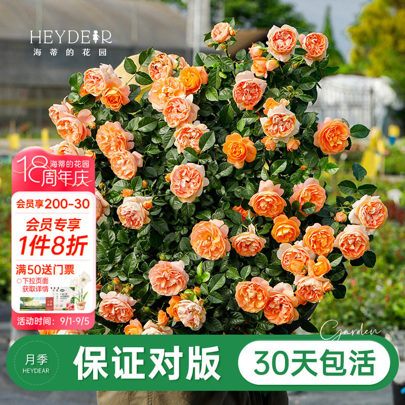 品牌优选月季30天包活图片