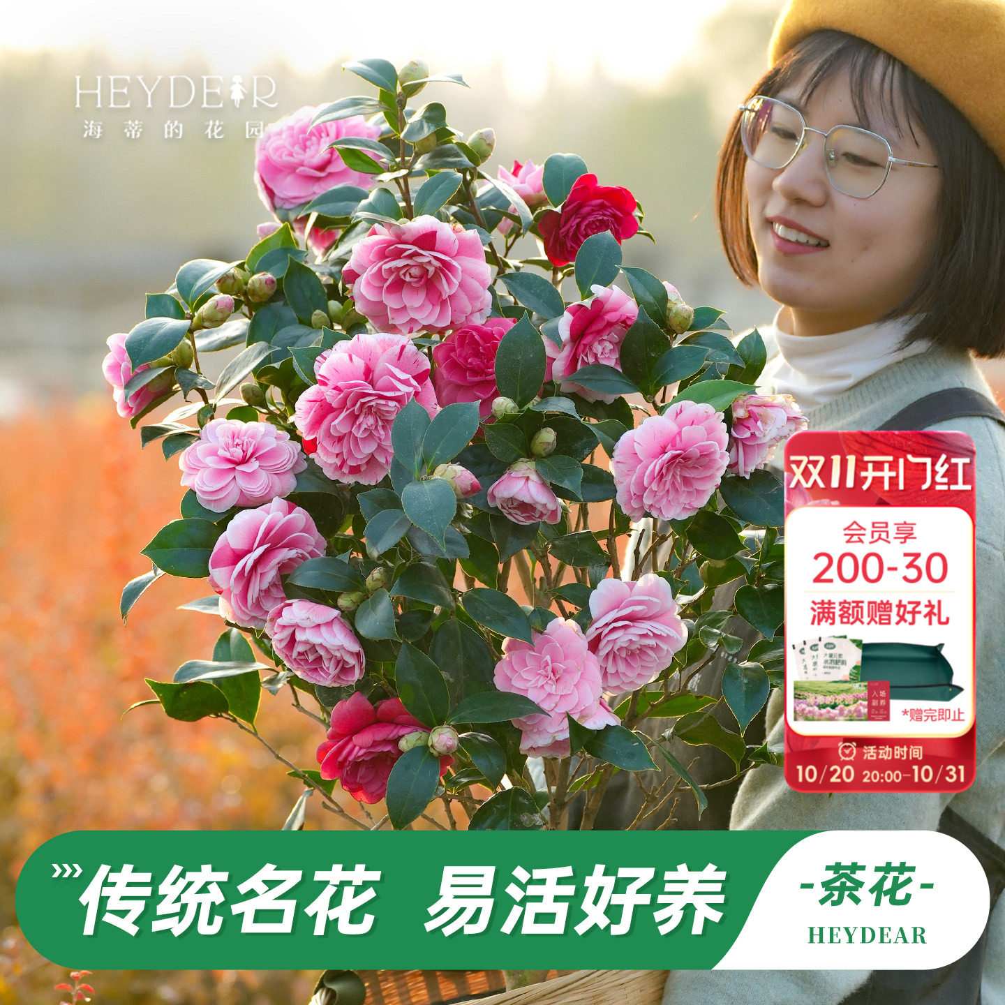 海蒂的花园茶花树苗带花苞盆栽山茶花庭院阳台多季开植物四季常绿