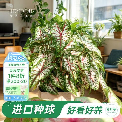 好种易发芽室内可栽种