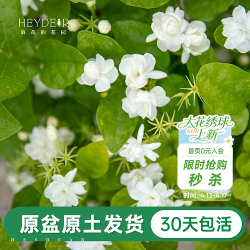 带花苞茉莉花30天养死包赔