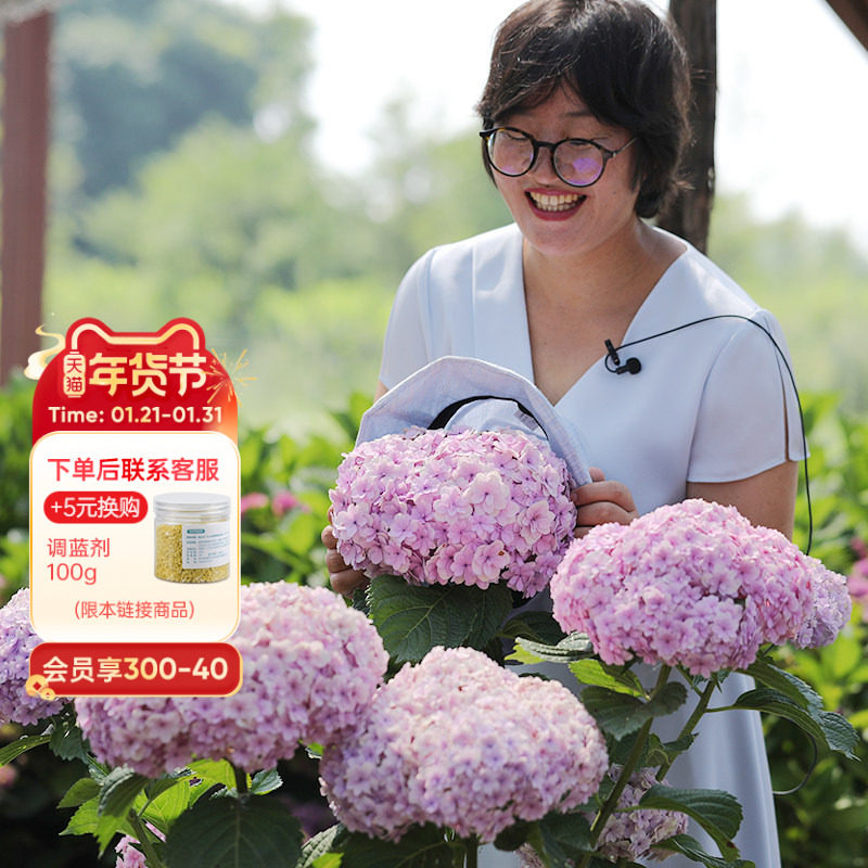 海蒂的花园绣球花苗花手鞠重瓣花可调色阳台露台盆栽花卉植物花苗,鲜花速递/花卉仿真/绿植园艺,绣球/木绣球/木本植物,淘宝优惠券,粉丝福利购,淘宝优惠卷