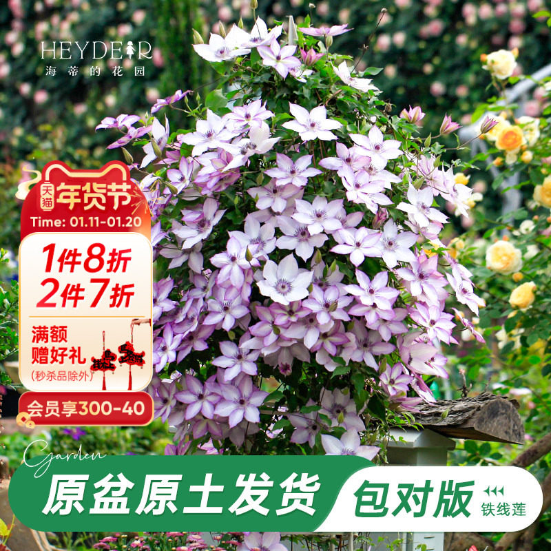 海蒂的花园旗舰店铁线莲花卉盆栽苗乌托邦银币爬藤植物阳台庭院