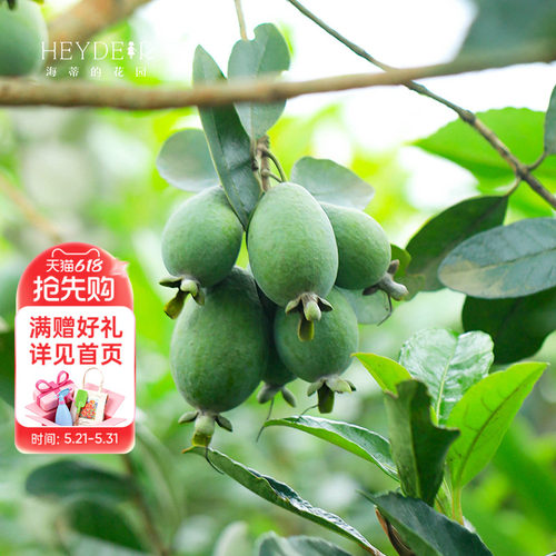 海蒂的花园菲油果果树果苗