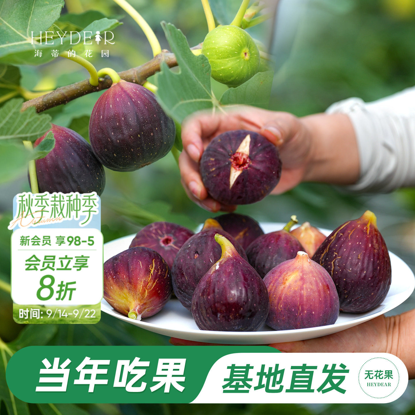 海妈家自产无花果盆栽苗										