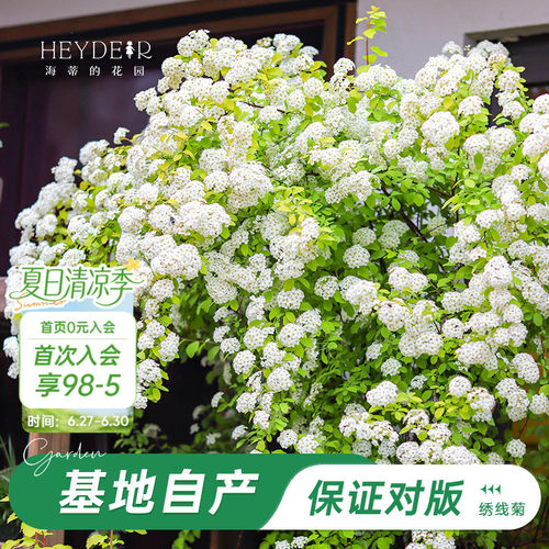 海妈家耐寒花灌木北方露天过冬