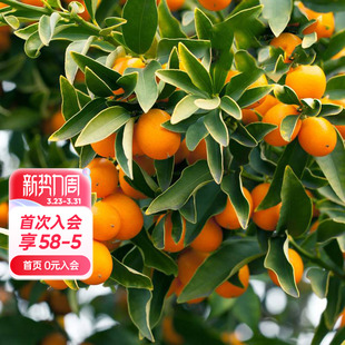 海蒂 花园旗舰店水果树果苗橘子树苗金桔树盆栽大树苗柑子树年桔