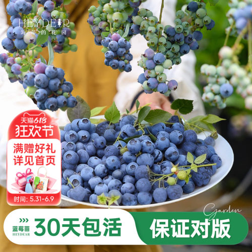 海妈家蓝莓苗原盆原土发货