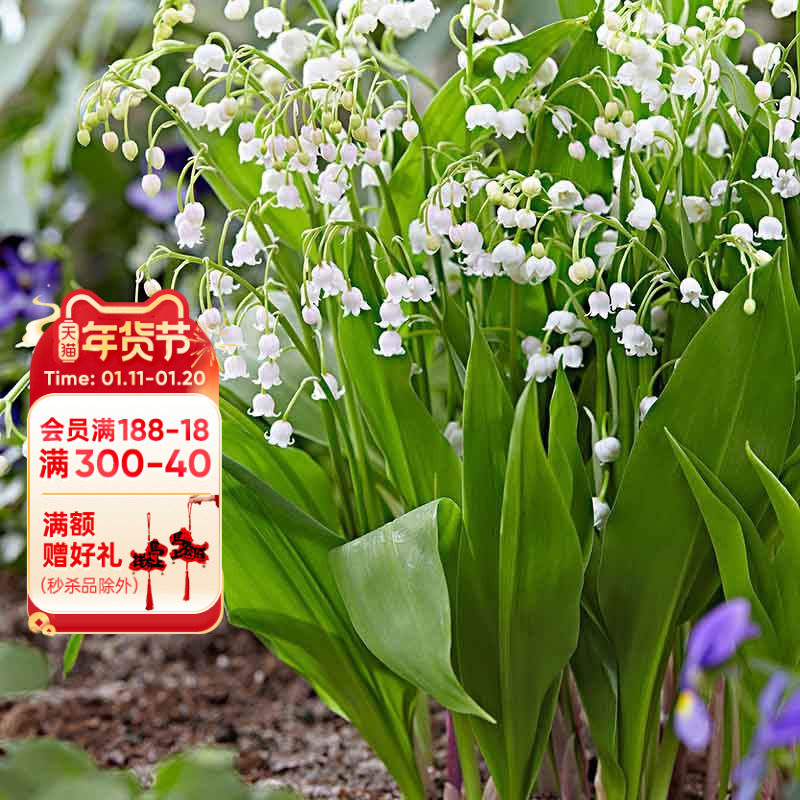 海蒂的花园 铃兰裸根苗多年生好养阳台切花庭院花卉盆栽花境植物,鲜花速递/花卉仿真/绿植园艺,种球/裸根,淘宝优惠券,粉丝福利购,淘宝优惠卷