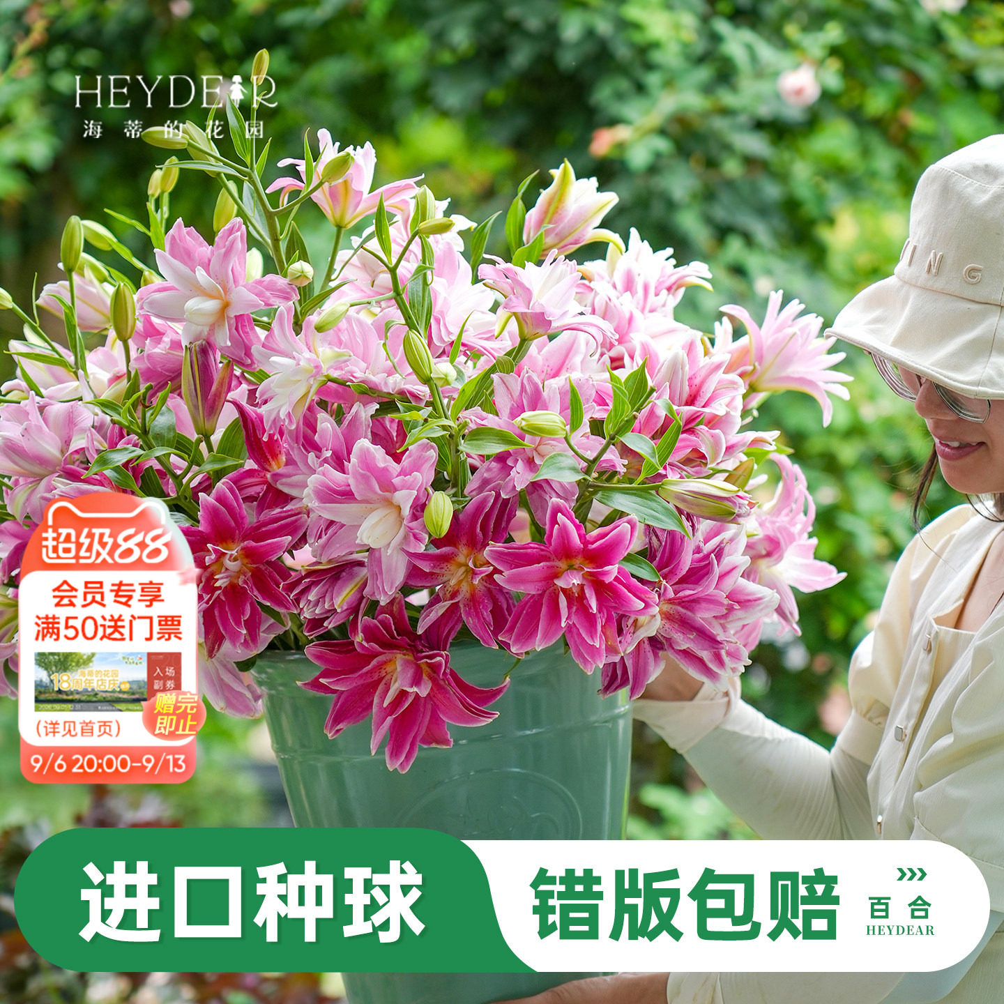 进口百合种球易养易开花图片