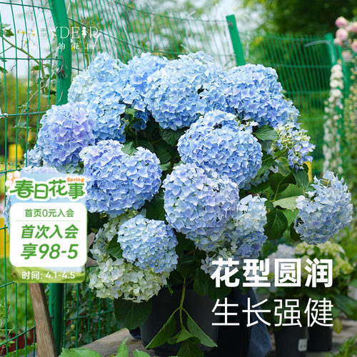海妈家自产绣球花苗新手易养