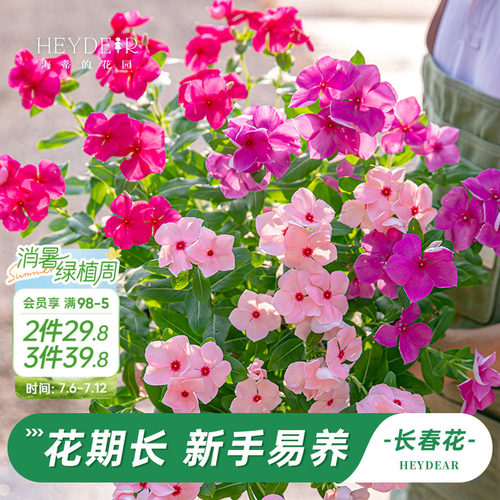 长春花盆栽带花苞发货