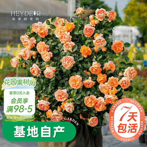 海蒂的花园月季多季开花带苞发货