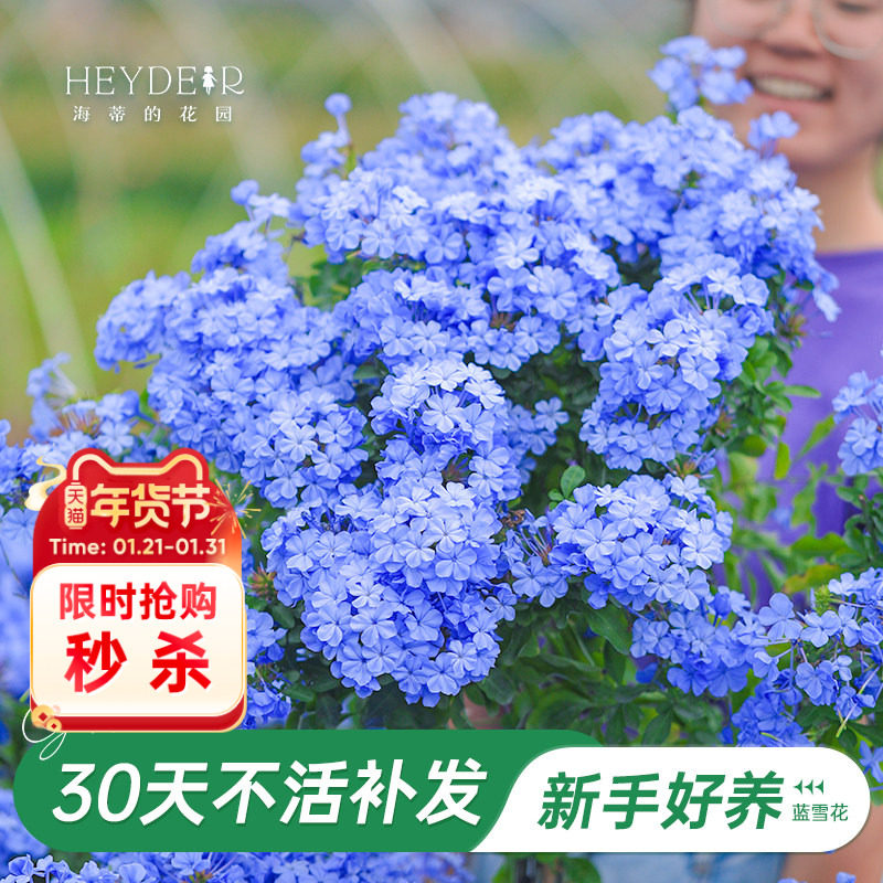 海蒂的花园旗舰店蓝雪花盆栽大苗棒棒糖阳台屋顶庭院易种花卉植物,鲜花速递/花卉仿真/绿植园艺,大型绿植/成品组合盆栽,淘宝优惠券,粉丝福利购,淘宝优惠卷