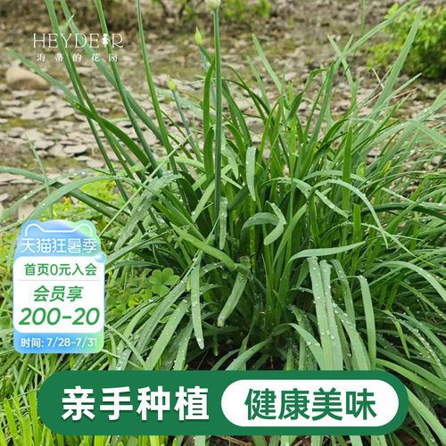 海蒂的花园 韭菜苗带土菜苗盆栽苗易养多年生家庭阳台庭院蔬菜苗