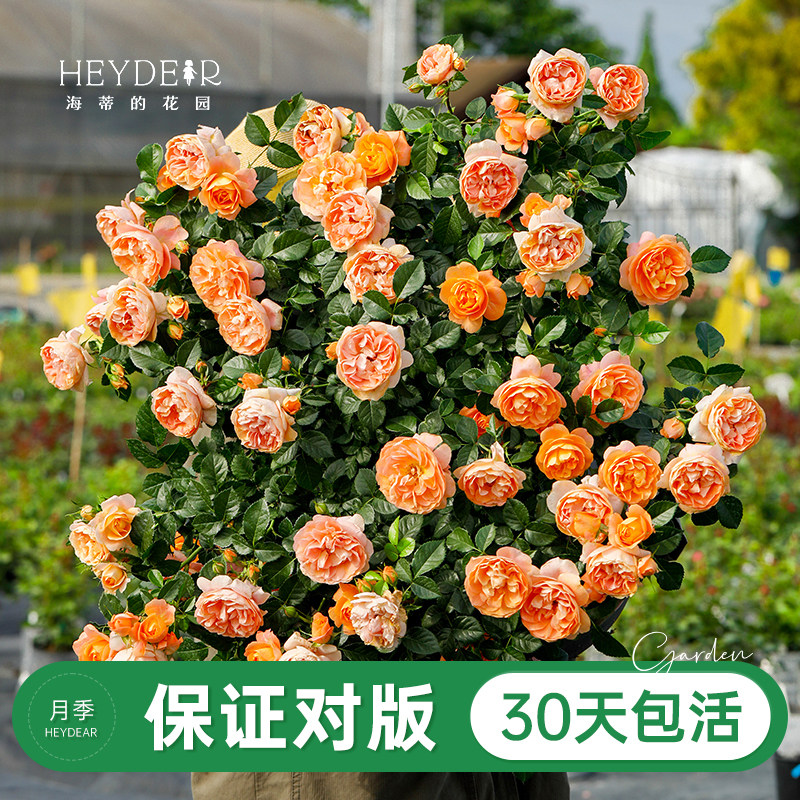 品牌优选月季30天包活图片