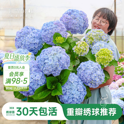 海蒂的花园重瓣绣球阳台庭院可种