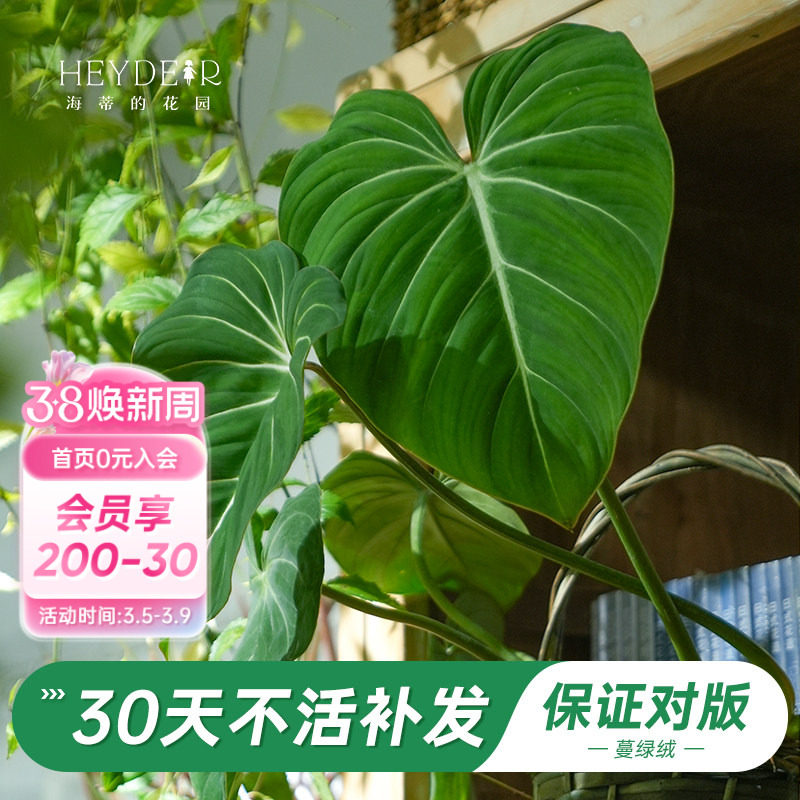 海蒂的花园旗舰店荣耀蔓绿绒花卉植物室内花办公室桌面绿植盆栽