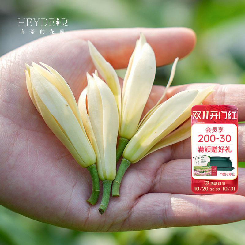 海蒂的花园旗舰店白兰黄角兰盆栽树苗带花苞盆栽鲜花花卉植物大苗