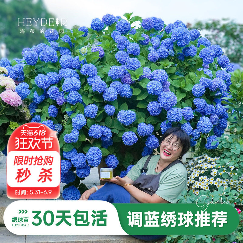 海蒂的花园旗舰店绣球花盆栽调蓝大花绣球大海蓝阳台花园室内可种