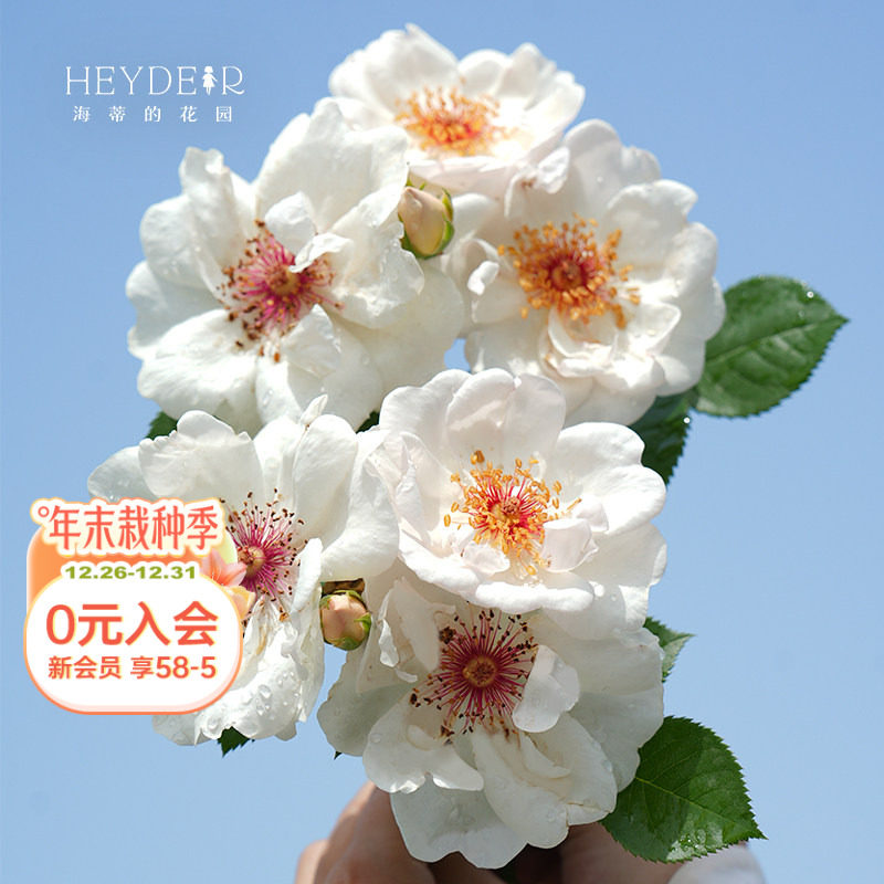 ���ٵĻ�԰�콢��ܿ��ն����ٹ�ľ�¼��Ứ����ֲ����̨������ 22.4Ԫ