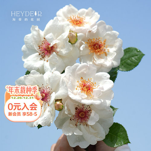 海蒂的花园基地自产月季包对版