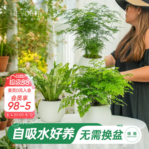 铁线蕨自吸水绿植盆栽室内花卉