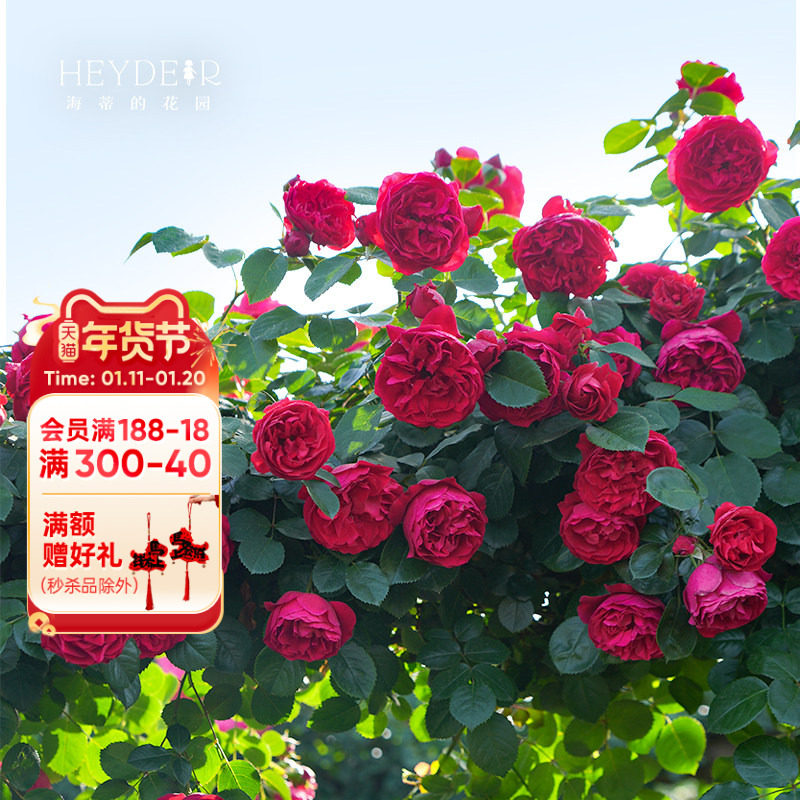 ���ٵĻ�԰�콢�������¼������׵��Ȼ�ǽ�����ٱ���������ֲ����