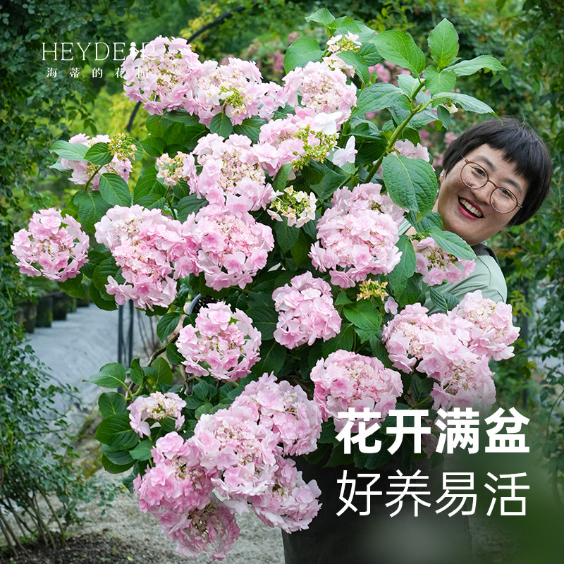 海蒂的花园绣球爆米花雷神海妈花园阳台庭院花卉植物地栽盆栽小苗