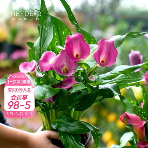 多年生庭院彩色马蹄莲海蒂的花园