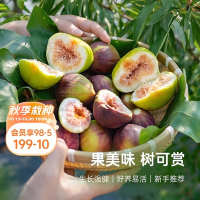 海蒂的花园无花果盆栽苗